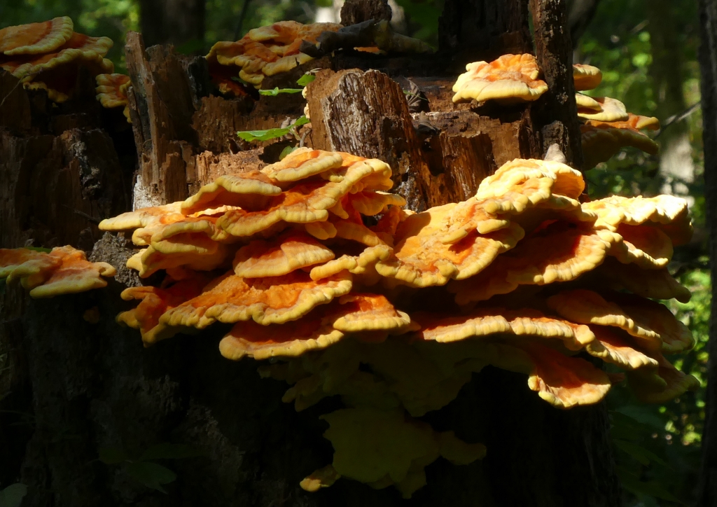 ./bracket_fungus_1791431118292