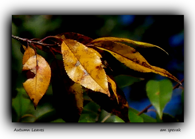 ./fall_leaves_3_1791406248400